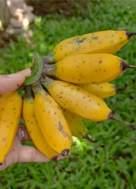 Dwarf Banana Plant "Truly Tiny" - Live Banana Tree Starter - 4-6 Inch Tall - Image 1