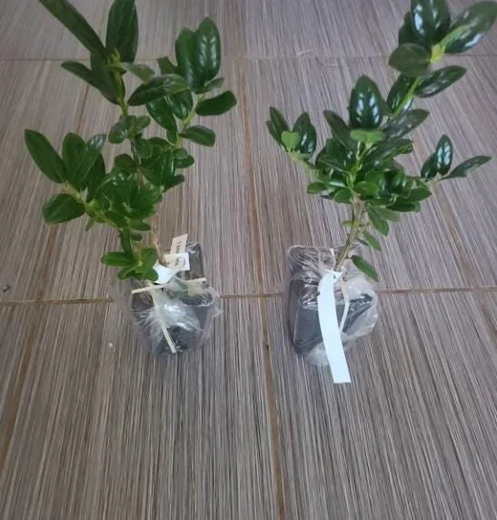 Dwarf Burford Holly Live Plant – 6-12" Tall – Quart Pot – Evergreen Shrub for Landscaping Dwarf Burford Holly Live Plant – 6-12" Tall – Quart Pot – Evergreen Shrub for Landscaping - Image 10