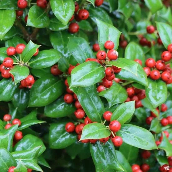 Dwarf Burford Holly Live Plant – 6-12" Tall – Quart Pot – Evergreen Shrub for Landscaping Dwarf Burford Holly Live Plant – 6-12" Tall – Quart Pot – Evergreen Shrub for Landscaping - Image 2