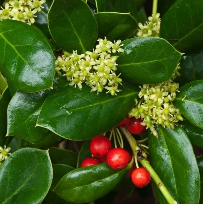 Dwarf Burford Holly Live Plant – 6-12" Tall – Quart Pot – Evergreen Shrub for Landscaping Dwarf Burford Holly Live Plant – 6-12" Tall – Quart Pot – Evergreen Shrub for Landscaping - Image 3