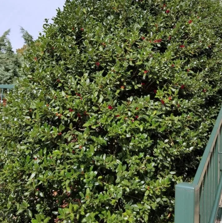 Dwarf Burford Holly Live Plant – 6-12" Tall – Quart Pot – Evergreen Shrub for Landscaping Dwarf Burford Holly Live Plant – 6-12" Tall – Quart Pot – Evergreen Shrub for Landscaping - Image 4