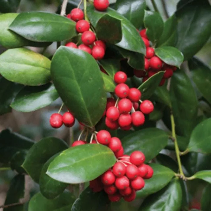Dwarf Burford Holly Live Plant – 6-12" Tall – Quart Pot – Evergreen Shrub for Landscaping Dwarf Burford Holly Live Plant – 6-12" Tall – Quart Pot – Evergreen Shrub for Landscaping - Image 1