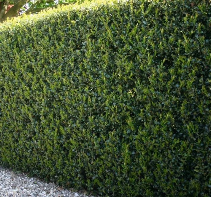 Dwarf Burford Holly Live Plant – 6-12" Tall – Quart Pot – Evergreen Shrub for Landscaping Dwarf Burford Holly Live Plant – 6-12" Tall – Quart Pot – Evergreen Shrub for Landscaping - Image 5