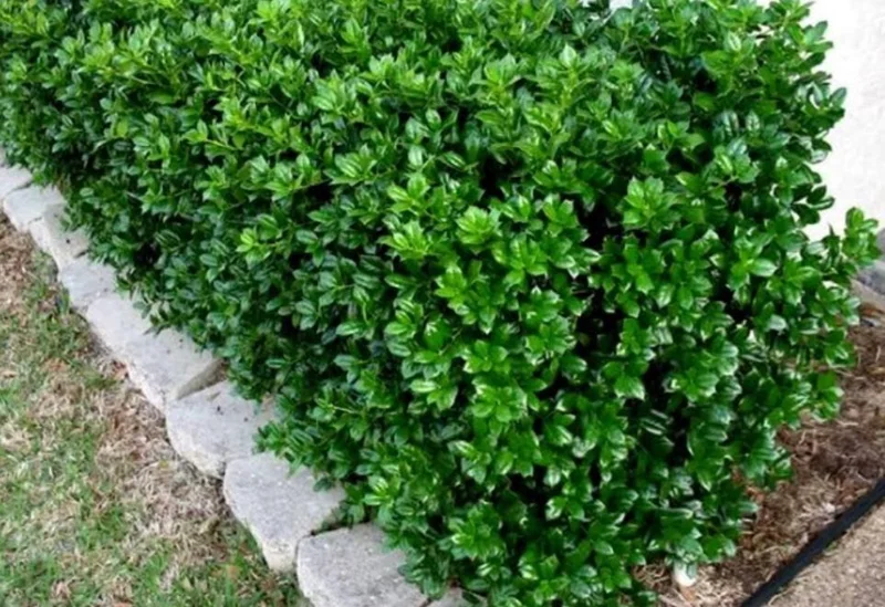 Dwarf Burford Holly Live Plant – 6-12" Tall – Quart Pot – Evergreen Shrub for Landscaping Dwarf Burford Holly Live Plant – 6-12" Tall – Quart Pot – Evergreen Shrub for Landscaping - Image 6