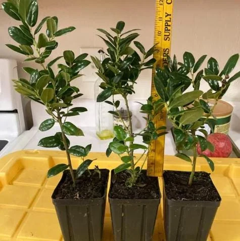 Dwarf Burford Holly Live Plant – 6-12" Tall – Quart Pot – Evergreen Shrub for Landscaping Dwarf Burford Holly Live Plant – 6-12" Tall – Quart Pot – Evergreen Shrub for Landscaping - Image 7