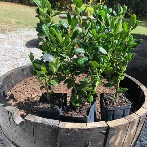 Dwarf Burford Holly Live Plant – 6-12" Tall – Quart Pot – Evergreen Shrub for Landscaping Dwarf Burford Holly Live Plant – 6-12" Tall – Quart Pot – Evergreen Shrub for Landscaping - Image 8