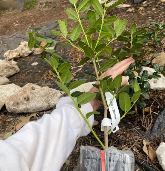 Dwarf Burford Holly Live Plant – 6-12" Tall – Quart Pot – Evergreen Shrub for Landscaping Dwarf Burford Holly Live Plant – 6-12" Tall – Quart Pot – Evergreen Shrub for Landscaping - Image 9