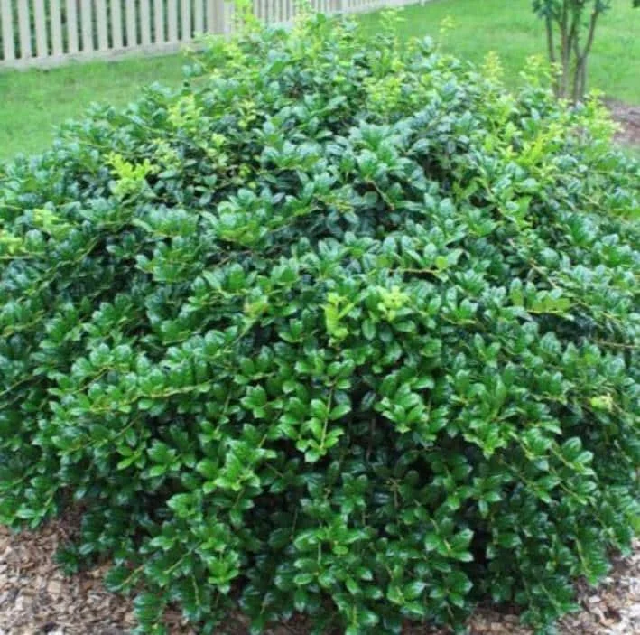 Dwarf Burford Holly Live Plant - Set of 2, 6-12" Tall, 4" Pot Evergreen Shrub Dwarf Burford Holly Live Plant - Set of 2, 6-12" Tall, 4" Pot Evergreen Shrub - Image 2