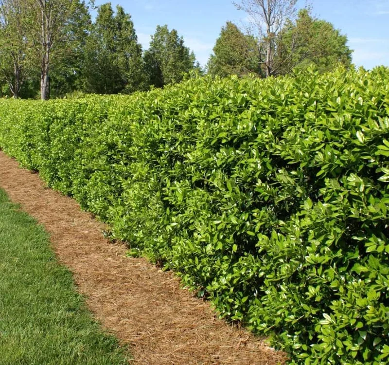 Dwarf Burford Holly Live Plant - Set of 2, 6-12" Tall, 4" Pot Evergreen Shrub Dwarf Burford Holly Live Plant - Set of 2, 6-12" Tall, 4" Pot Evergreen Shrub - Image 3