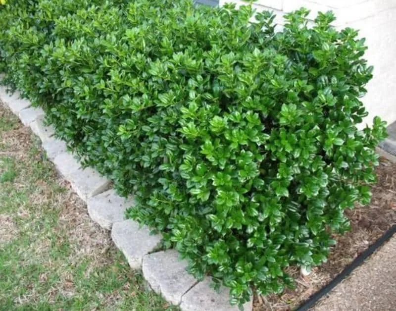 Dwarf Burford Holly Live Plant - Set of 2, 6-12" Tall, 4" Pot Evergreen Shrub Dwarf Burford Holly Live Plant - Set of 2, 6-12" Tall, 4" Pot Evergreen Shrub - Image 4