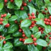 Dwarf Burford Holly Live Plant - Set of 2, 6-12" Tall, 4" Pot Evergreen Shrub Dwarf Burford Holly Live Plant - Set of 2, 6-12" Tall, 4" Pot Evergreen Shrub - Image 1