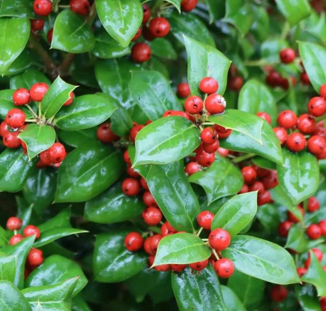 Dwarf Burford Holly Live Plant - Set of 2, 6-12" Tall, 4" Pot Evergreen Shrub Dwarf Burford Holly Live Plant - Set of 2, 6-12" Tall, 4" Pot Evergreen Shrub - Image 1