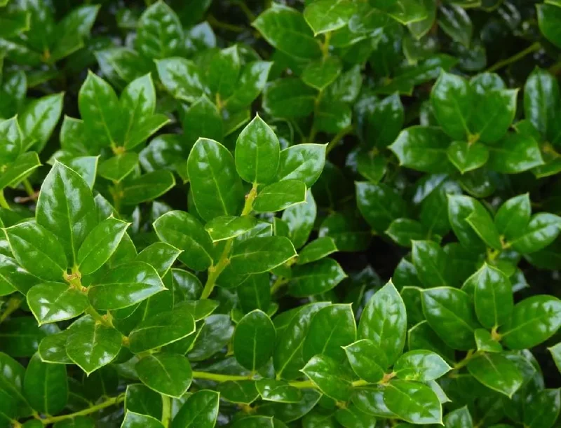 Dwarf Burford Holly Live Plant - Set of 2, 6-12" Tall, 4" Pot Evergreen Shrub Dwarf Burford Holly Live Plant - Set of 2, 6-12" Tall, 4" Pot Evergreen Shrub - Image 5