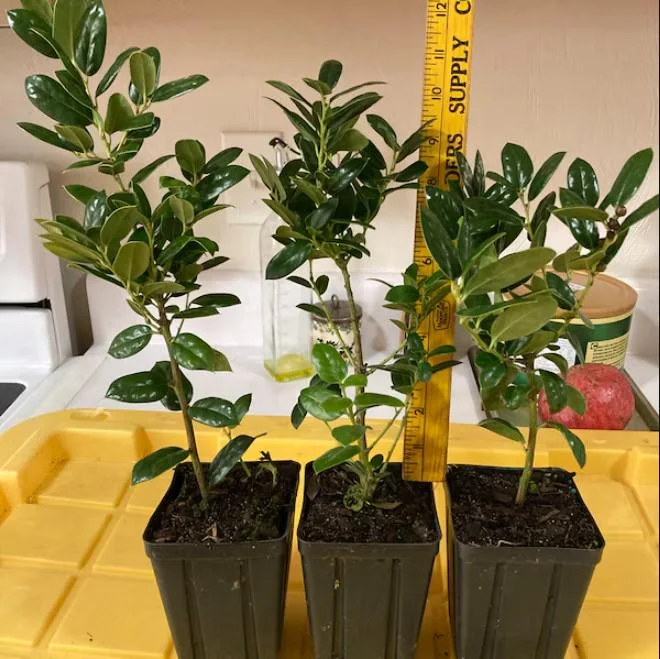 Dwarf Burford Holly Live Plant - Set of 2, 6-12" Tall, 4" Pot Evergreen Shrub Dwarf Burford Holly Live Plant - Set of 2, 6-12" Tall, 4" Pot Evergreen Shrub - Image 6