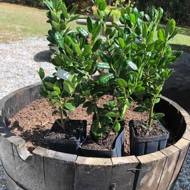 Dwarf Burford Holly Live Plant - Set of 2, 6-12" Tall, 4" Pot Evergreen Shrub Dwarf Burford Holly Live Plant - Set of 2, 6-12" Tall, 4" Pot Evergreen Shrub - Image 7