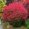 Dwarf Burning Bush Bare Roots - 10-Pack, 6-12" Tall Euonymus alatus, Vibrant Red Fall Color - Image 1