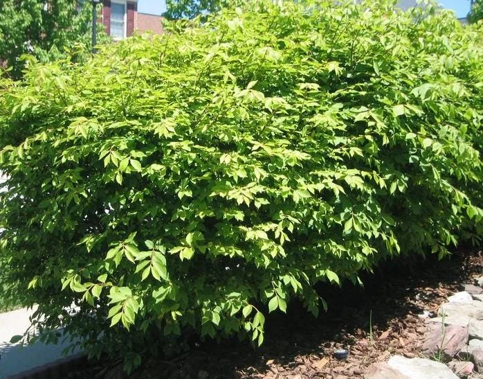 Dwarf Burning Bush Live Plant - 10-14" Tall Euonymus alatus - 4in Pot - Outdoor Shrub Dwarf Burning Bush Live Plant - 10-14" Tall Euonymus alatus - 4in Pot - Outdoor Shrub - Image 5