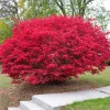 Dwarf Burning Bush Live Plant - 10-14" Tall Euonymus alatus - 4in Pot - Outdoor Shrub - Image 1