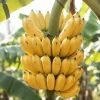 Dwarf Cavendish Banana Live Plant – 1 Gallon Pot – Sweet Edible Fruit Tree - Image 1
