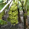 Dwarf Cavendish Banana Live Plant - Musa acuminata Starter - 4-6" Tall - Indoor/Outdoor Tropical Foliage Dwarf Cavendish Banana Live Plant - Musa acuminata Starter - 4-6" Tall - Indoor/Outdoor Tropical Foliage - Image 1