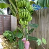 Dwarf Cavendish Banana Live Plant – Set of 2 – 4-6" Tall – Tropical Indoor/Outdoor Starter - Image 1