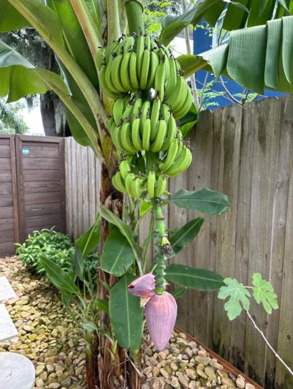 Dwarf Cavendish Banana Live Plant – Set of 2 – 4-6" Tall – Tropical Indoor/Outdoor Starter Dwarf Cavendish Banana Live Plant – Set of 2 – 4-6" Tall – Tropical Indoor/Outdoor Starter - Image 1