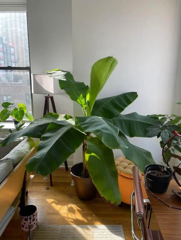 Dwarf Cavendish Banana Live Plant – Set of 2 – 4-6" Tall – Tropical Indoor/Outdoor Starter Dwarf Cavendish Banana Live Plant – Set of 2 – 4-6" Tall – Tropical Indoor/Outdoor Starter - Image 5