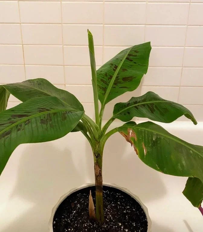 Dwarf Cavendish Banana Live Plant – Set of 2 – 4-6" Tall – Tropical Indoor/Outdoor Starter Dwarf Cavendish Banana Live Plant – Set of 2 – 4-6" Tall – Tropical Indoor/Outdoor Starter - Image 6