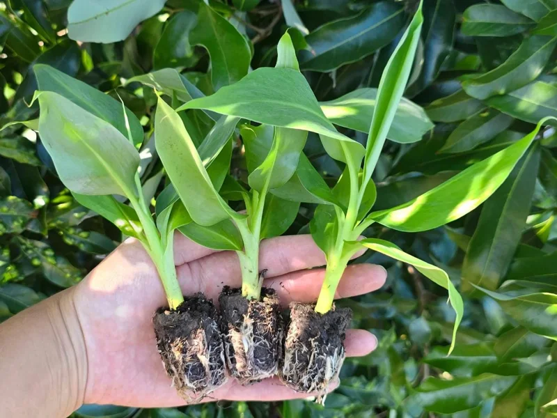 Dwarf Cavendish Banana Live Plant – Set of 2 – 4-6" Tall – Tropical Indoor/Outdoor Starter Dwarf Cavendish Banana Live Plant – Set of 2 – 4-6" Tall – Tropical Indoor/Outdoor Starter - Image 7