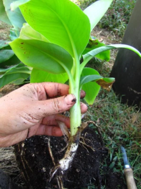 Dwarf Cavendish Banana Live Plant – Set of 2 – 4-6" Tall – Tropical Indoor/Outdoor Starter Dwarf Cavendish Banana Live Plant – Set of 2 – 4-6" Tall – Tropical Indoor/Outdoor Starter - Image 8