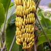 Dwarf Cavendish Banana Plant Live - 4-6 Inch Tall Musa Fruit Tree - Image 1