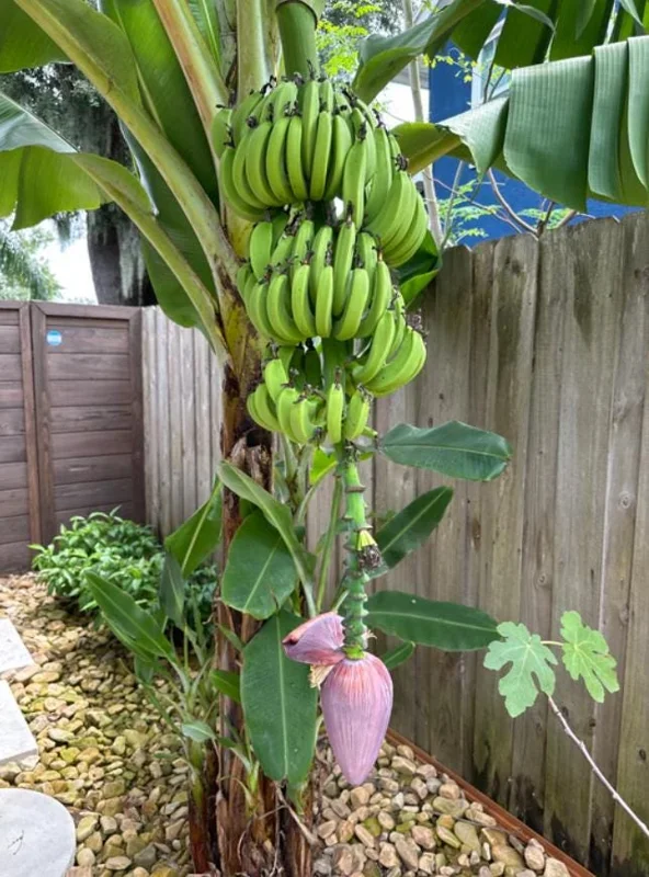 Dwarf Cavendish Banana Plant - Live Tropical Houseplant - 4-6" Tall Starter Dwarf Cavendish Banana Plant - Live Tropical Houseplant - 4-6" Tall Starter - Image 2