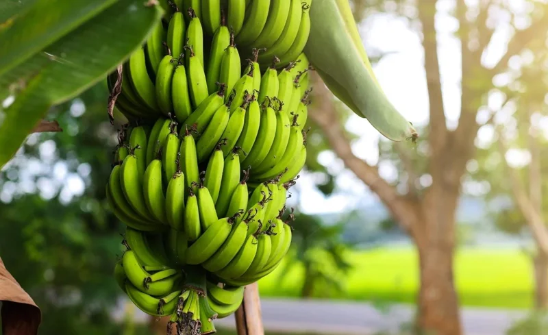 Dwarf Cavendish Banana Plant - Live Tropical Houseplant - 4-6" Tall Starter Dwarf Cavendish Banana Plant - Live Tropical Houseplant - 4-6" Tall Starter - Image 3