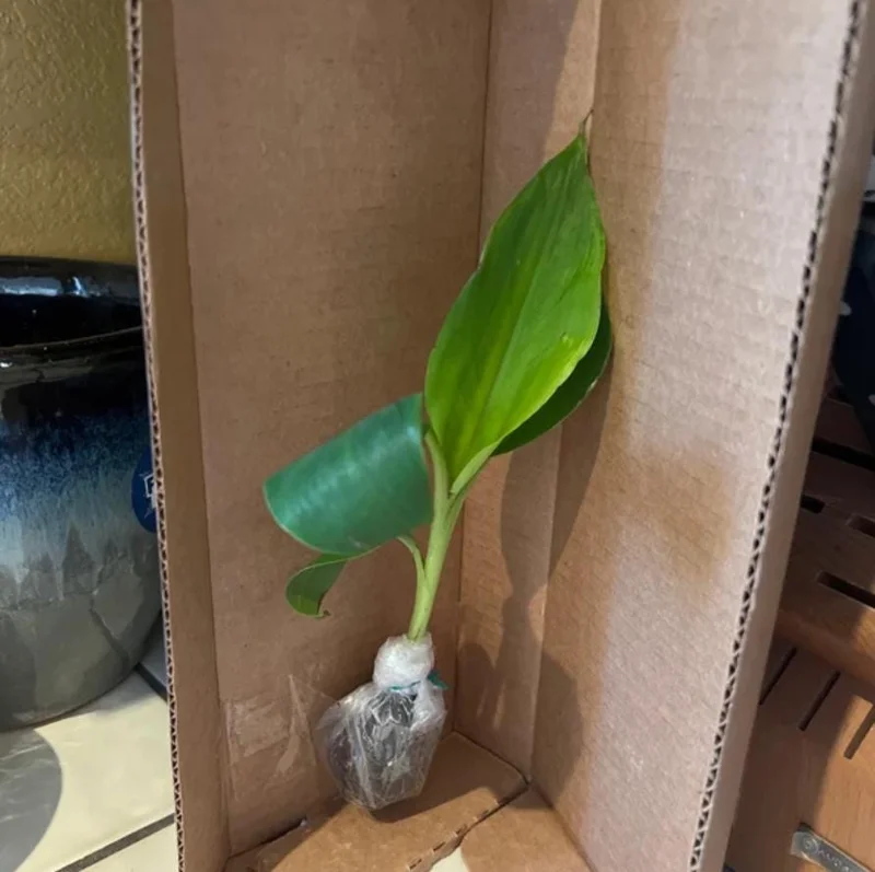 Dwarf Cavendish Banana Plant - Live Tropical Houseplant - 4-6" Tall Starter Dwarf Cavendish Banana Plant - Live Tropical Houseplant - 4-6" Tall Starter - Image 7