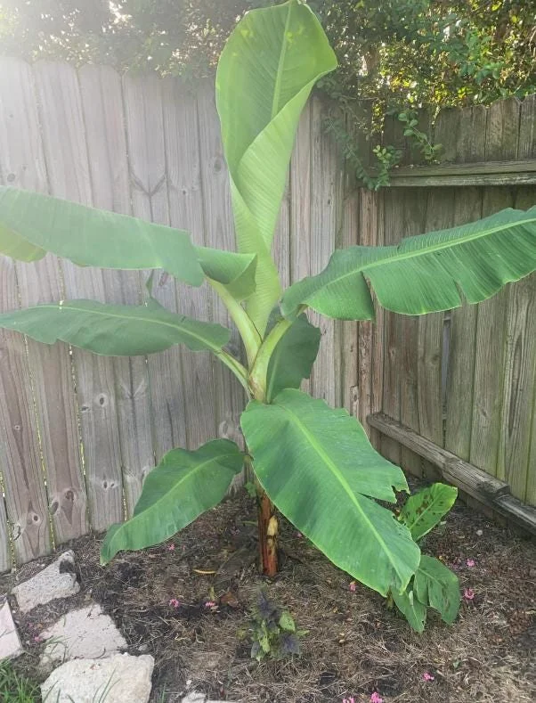 Dwarf Cavendish Banana Plant - Live Tropical Houseplant - 4-6" Tall Starter Dwarf Cavendish Banana Plant - Live Tropical Houseplant - 4-6" Tall Starter - Image 8