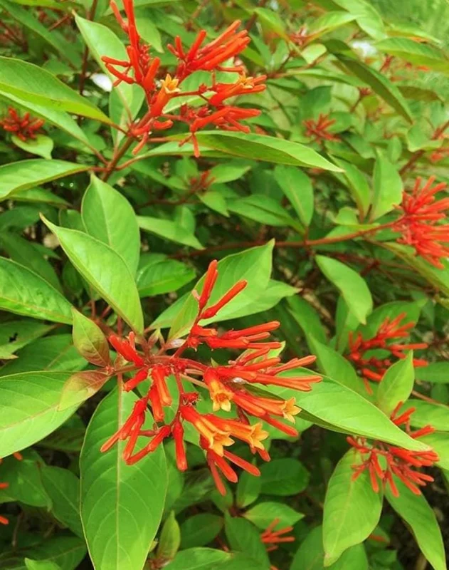 Dwarf Hamelia Live Plant (2-Pack) – 4-6" Tall, Orange Flowers – Hummingbird Friendly Shrub for Outdoors - Image 2