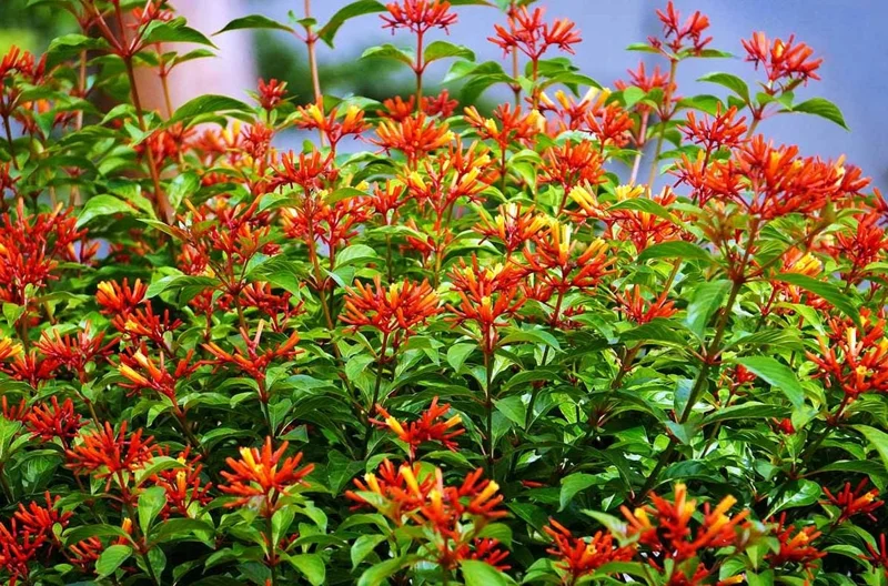 Dwarf Hamelia Live Plant (2-Pack) – 4-6" Tall, Orange Flowers, Hummingbird Friendly, Outdoor Shrub Dwarf Hamelia Live Plant (2-Pack) – 4-6" Tall, Orange Flowers, Hummingbird Friendly, Outdoor Shrub - Image 3