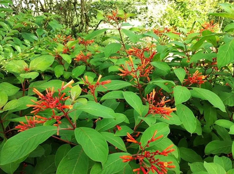 Dwarf Hamelia Live Plant (2-Pack) – 4-6" Tall, Orange Flowers, Hummingbird Friendly, Outdoor Shrub Dwarf Hamelia Live Plant (2-Pack) – 4-6" Tall, Orange Flowers, Hummingbird Friendly, Outdoor Shrub - Image 4