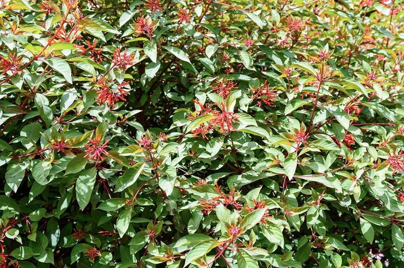 Dwarf Hamelia Live Plant (2-Pack) – 4-6" Tall, Orange Flowers, Hummingbird Friendly, Outdoor Shrub Dwarf Hamelia Live Plant (2-Pack) – 4-6" Tall, Orange Flowers, Hummingbird Friendly, Outdoor Shrub - Image 5