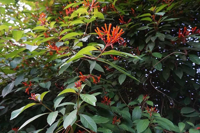 Dwarf Hamelia Live Plant (2-Pack) – 4-6" Tall, Orange Flowers, Hummingbird Friendly, Outdoor Shrub Dwarf Hamelia Live Plant (2-Pack) – 4-6" Tall, Orange Flowers, Hummingbird Friendly, Outdoor Shrub - Image 7
