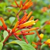 Dwarf Hamelia Live Plant (2-Pack) – 4-6" Tall, Orange Flowers, Hummingbird Friendly, Outdoor Shrub - Image 1