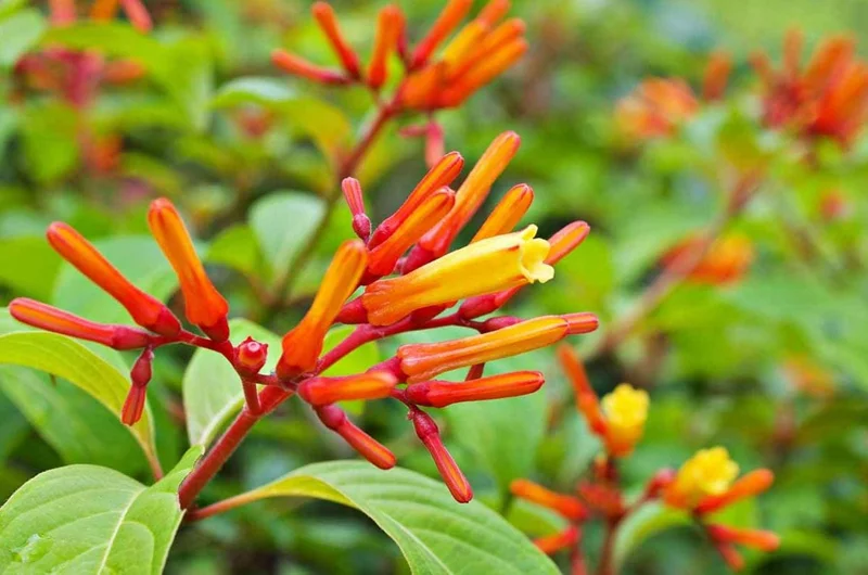 Dwarf Hamelia Live Plant (2-Pack) – 4-6" Tall, Orange Flowers, Hummingbird Friendly, Outdoor Shrub Dwarf Hamelia Live Plant (2-Pack) – 4-6" Tall, Orange Flowers, Hummingbird Friendly, Outdoor Shrub - Image 1