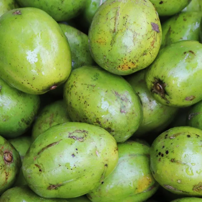 Dwarf June Plum Air Layered Live Plant - 1 Gal Pot, 14-16" Tall, Edible Fruit Tree - Image 2