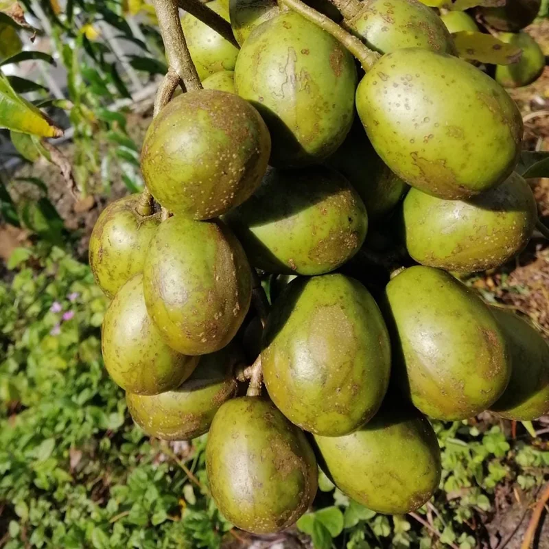 Dwarf June Plum Air Layered Live Plant - 1 Gal Pot, 14-16" Tall, Edible Fruit Tree - Image 1