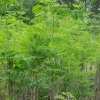 Dwarf Moringa Oleifera Tree Live Plant - Drumstick Tree in Half Gallon Pot - Image 1