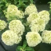 Dwarf Panicle Hydrangea Live Plant – 1 Quart Pot – 6-12" Tall – Lime-Green Blooms - Image 1