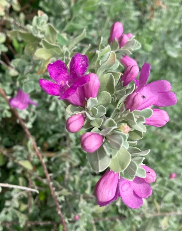 Dwarf Texas Sage Live Plant Set - 4 Plants, 4-8" Tall, Outdoor Shrub Dwarf Texas Sage Live Plant Set - 4 Plants, 4-8" Tall, Outdoor Shrub - Image 3