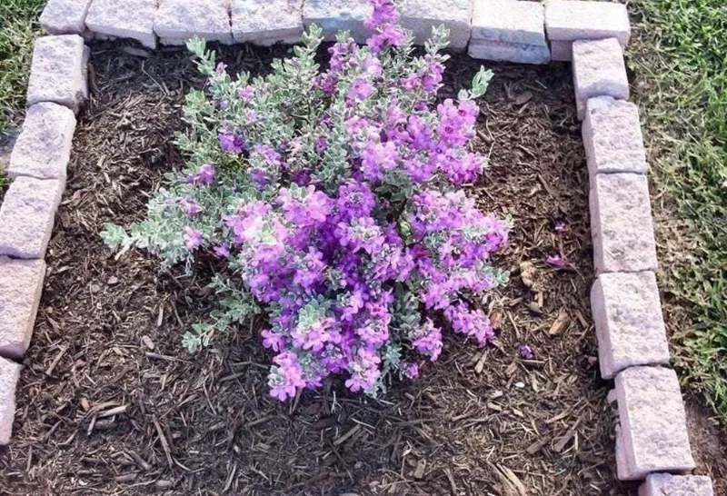Dwarf Texas Sage Live Plant Set - 4 Plants, 4-8" Tall, Outdoor Shrub Dwarf Texas Sage Live Plant Set - 4 Plants, 4-8" Tall, Outdoor Shrub - Image 4