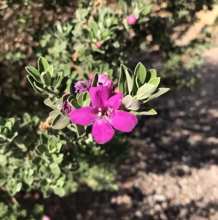 Dwarf Texas Sage Live Plant Set - 4 Plants, 4-8" Tall, Outdoor Shrub Dwarf Texas Sage Live Plant Set - 4 Plants, 4-8" Tall, Outdoor Shrub - Image 1