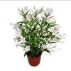 Dwarf White Ruellia Live Starter Plant - 2 Pack, Mexican Petunia, White Flowers, 4-9 Inch Tall - Image 1
